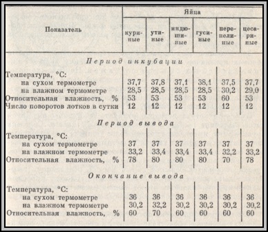 Розведення качок в домашніх умовах, домашня ферма