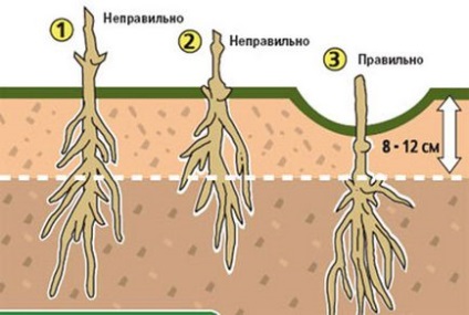 Рекомендації по вирощуванню клематисів