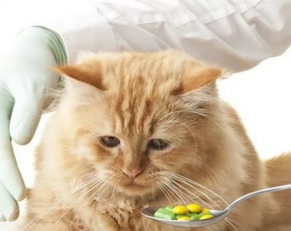 Renal pentru pisici - instrucțiuni de utilizare (aditiv alimentar)