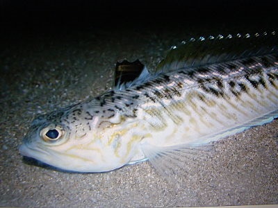 Риба чорного моря морський дракончик