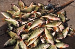 Риболовля та відпочинок на озері чани