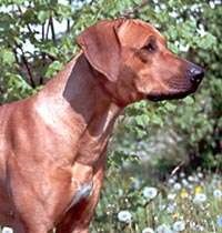 Rhodgeian ridgeback, fotografii, cățeluși