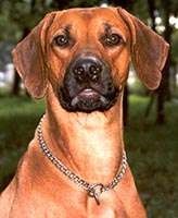 Rhodgeian ridgeback, fotografii, cățeluși