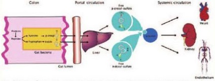 Rolul toxinelor uremice asociate proteinei în patogeneza insuficienței renale cronice,