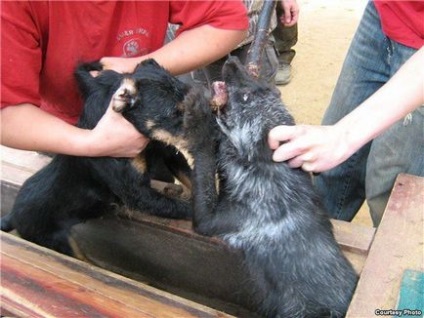 Ucigașii de animale din Rusia