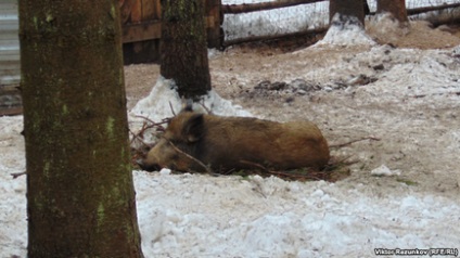 Ucigașii de animale din Rusia