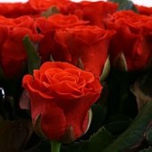 Trandafiri în Dmitrov cu livrare