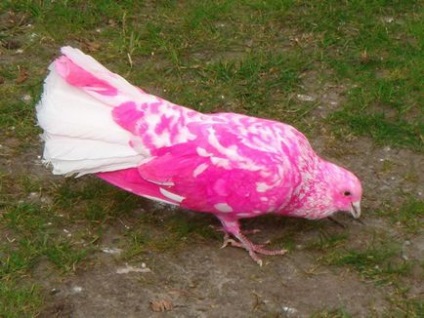 Pink Pigeon 1