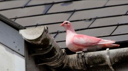 Pink Pigeon 1