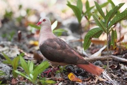 Pink Pigeon 1