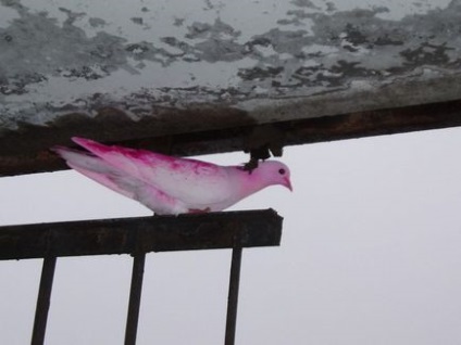 Porumbelul roz 1