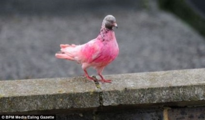 Pink Pigeon 1