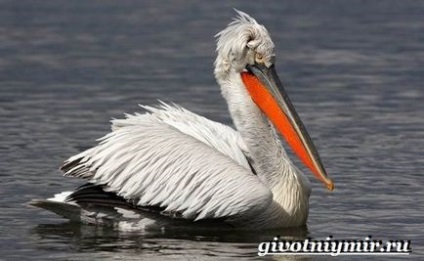 Roz pelican