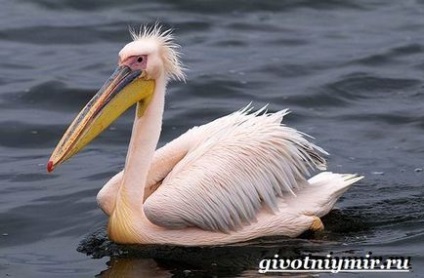 Roz pelican