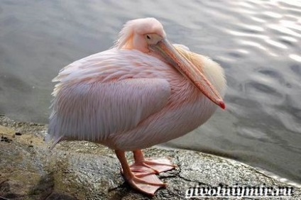 рожевий пелікан
