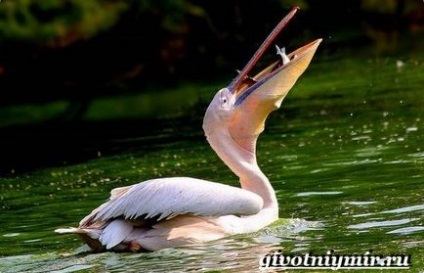 Roz pelican