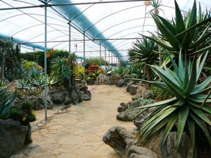 Grădina Aloe, Constantin vihlyaev și Uta Arbat reprezintă