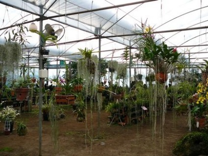 Aloe kert, Constantine Vihljaev és Utah vannak Arbat