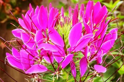Садовий квітка Клеома краса, схожість і розмноження