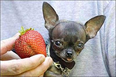 Найменша собака в світі