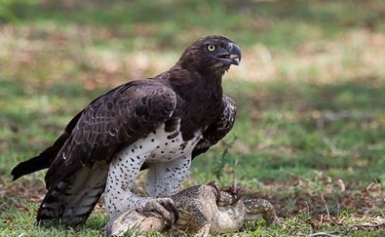 A legnagyobb ragadozó madarak a világ