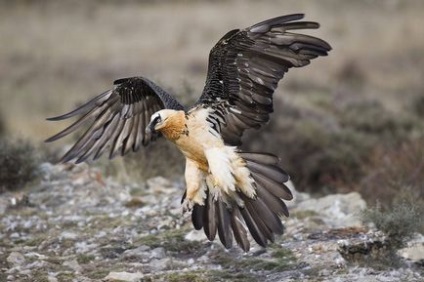 A legnagyobb ragadozó madarak a világ