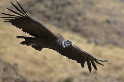 A legnagyobb ragadozó madarak a világ