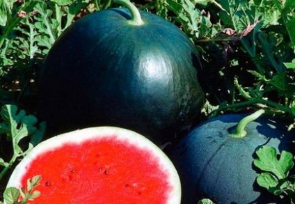 Cele mai vechi varietăți de descriere a pepenilor de pepene și cultivarea celor mai bune 15