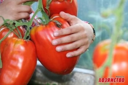 Найвищі томати