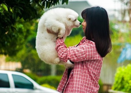 Samoyed Laika (Samoyed) Descrierea rasei, personajului, fotografiei și îngrijirii