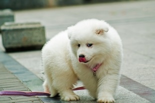 Samoyed Laika (Samoyed) Descrierea rasei, personajului, fotografiei și îngrijirii