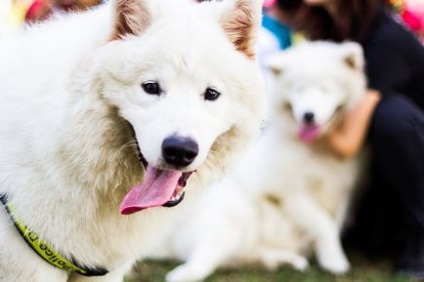 Samoyed Laika (Samoyed) Descrierea rasei, personajului, fotografiei și îngrijirii