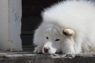 Samoyed Laika (Samoyed) Descrierea rasei, personajului, fotografiei și îngrijirii