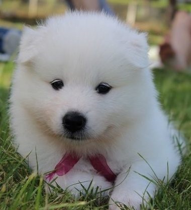 Samoyed Laika (Samoyed) Descrierea rasei, personajului, fotografiei și îngrijirii