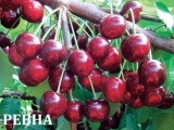 Puieți de cireș - pomicultor grădinărit 64 - răsaduri de pomi fructiferi și ornamentali și arbuști