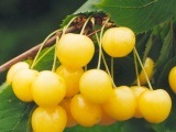 Palánták cseresznye - plodopitomnik Nevelő 64 - palánták gyümölcs- és díszfák és cserjék
