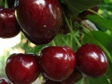 Саджанці черешні - плодорозсадник садівник 64 - саджанці плодових і декоративних дерев і чагарників