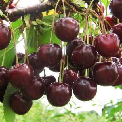 Puieți de viță de vie dulce de cireș - fructe Krylovsky