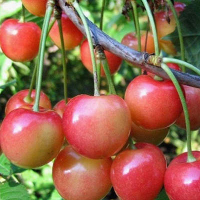 Puieți de viță de vie dulce de cireș - fructe Krylovsky