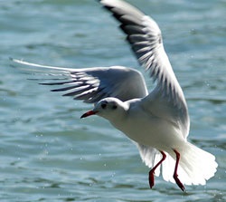 Pescăruș (laridae), descriere, reproducere, distribuție, nutriție - rasă de păsări - toate acestea