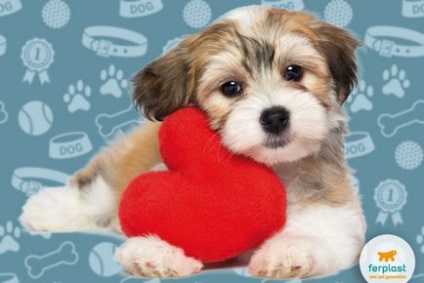 Серцевий черв'як у собак - знання є запобігання - love ferplast