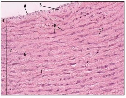 Sistemul cardiovascular