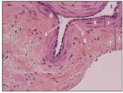 Sistemul cardiovascular