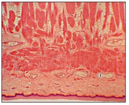 Sistemul cardiovascular