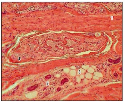 Sistemul cardiovascular