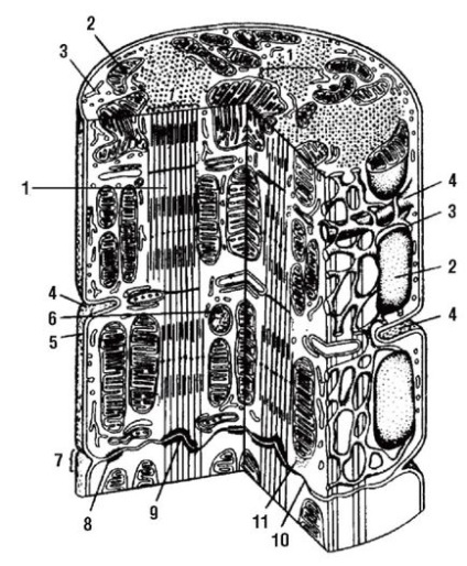 Sistemul cardiovascular