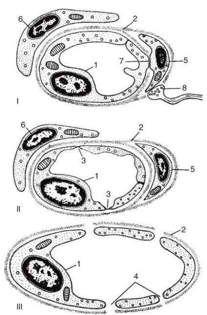 Sistemul cardiovascular