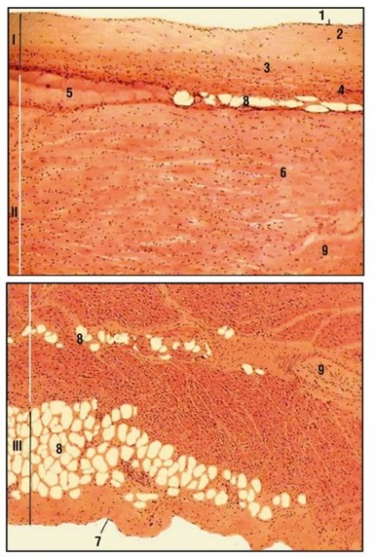 Sistemul cardiovascular