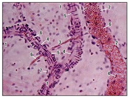 Sistemul cardiovascular