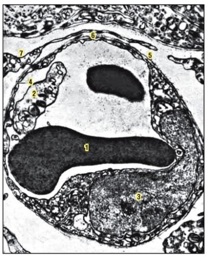 Sistemul cardiovascular